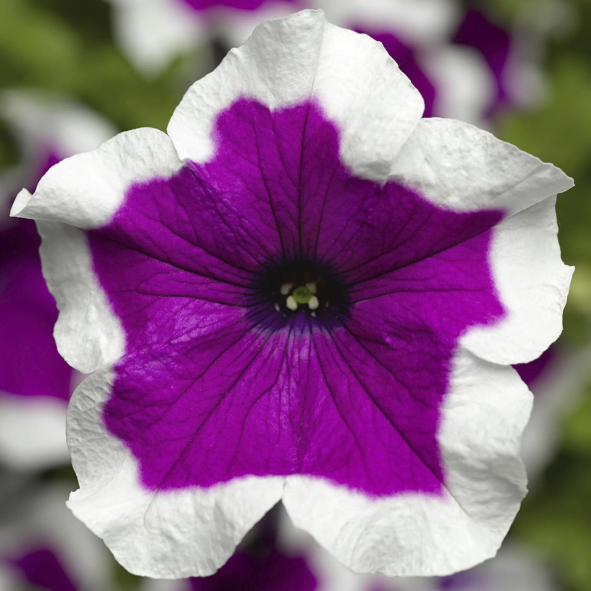 Петуния аллегро. Петуния букетная f1. Петуния аллегра f1. Петуния махровая крупноцветковая аллегра f1. Петуния махровая аллегра f1.