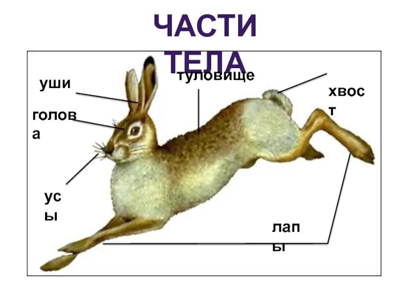 Строение животного рисунок. Строение конечностей зайца русака. части тела зайца. заяц строение тела. внешний вид зайца.