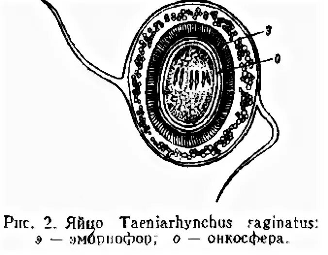 Строение яйца бычьего цепня. Яйца онкосферы тениид. Строение яйца свиного цепня. Свиной цепень яйцо строение. Яйцо с онкосферой