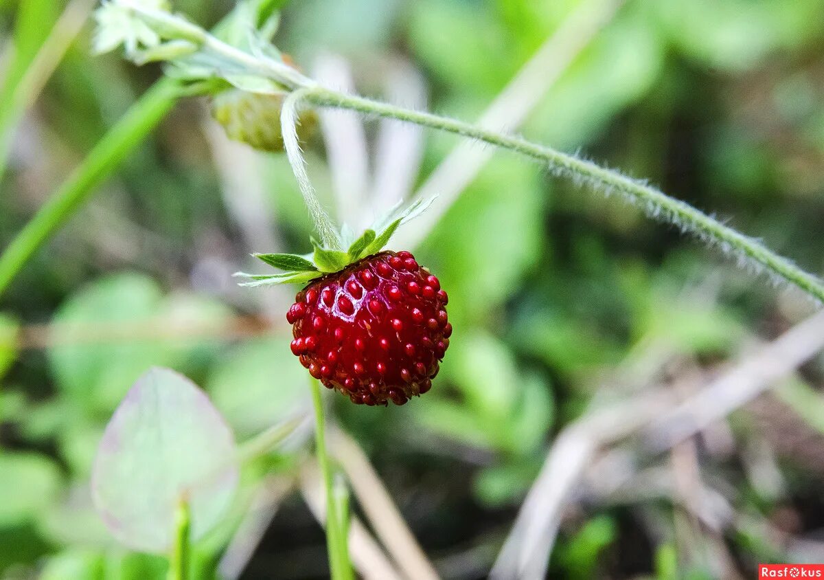 корона ягоды малины. лето ягоды. земляничка ягодка. ягодка видео. ягодка видео.