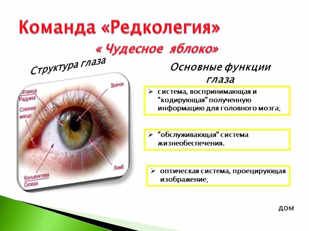 Зрение человека функции. Конъюнктива строение и функции. конъюнктива глаза функция. основные функции глаза. функции конъюнктивы глаза.