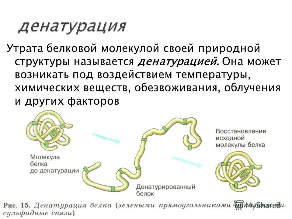 Процессы денатурации белка