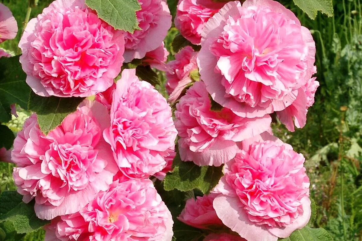 Мальва сорта. Мальва махровая многолетняя. мальва – alcea rosea.