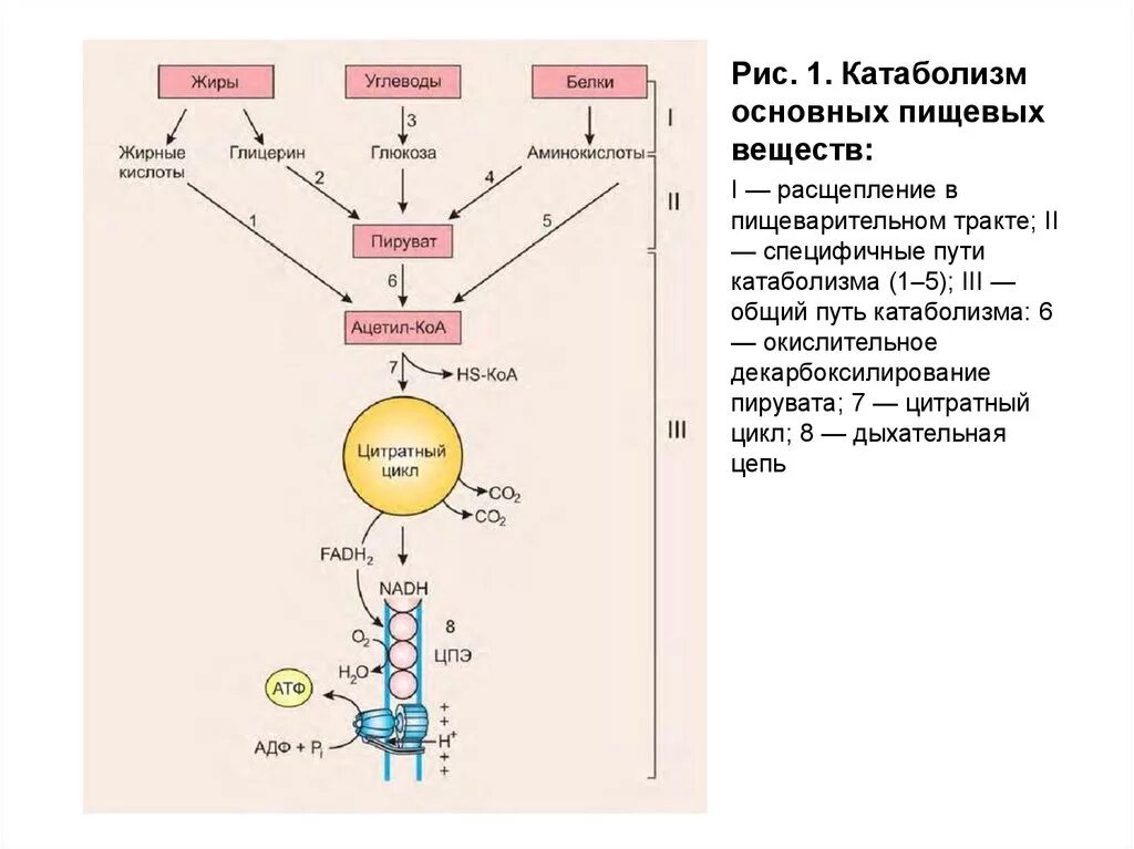 1.Общий путь катаболизма питательных веществ.. Процессы общего пути катаболизма. Общий путь катаболизма схема. Специфические и Общие пути катаболизма. Ацетил коа пути
