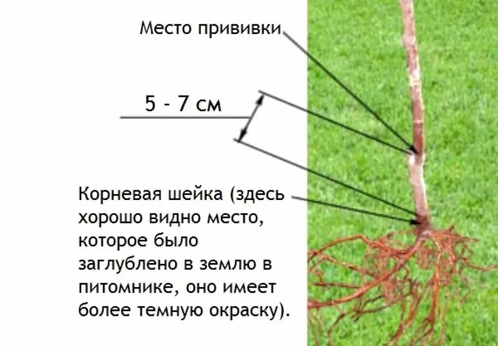 Где находится прививка. Корневая шейка схема дерева. Корневая шейка у плодовых деревьев. Правильная посадка привитой яблони. Схема посадки дерева корневая шейка.