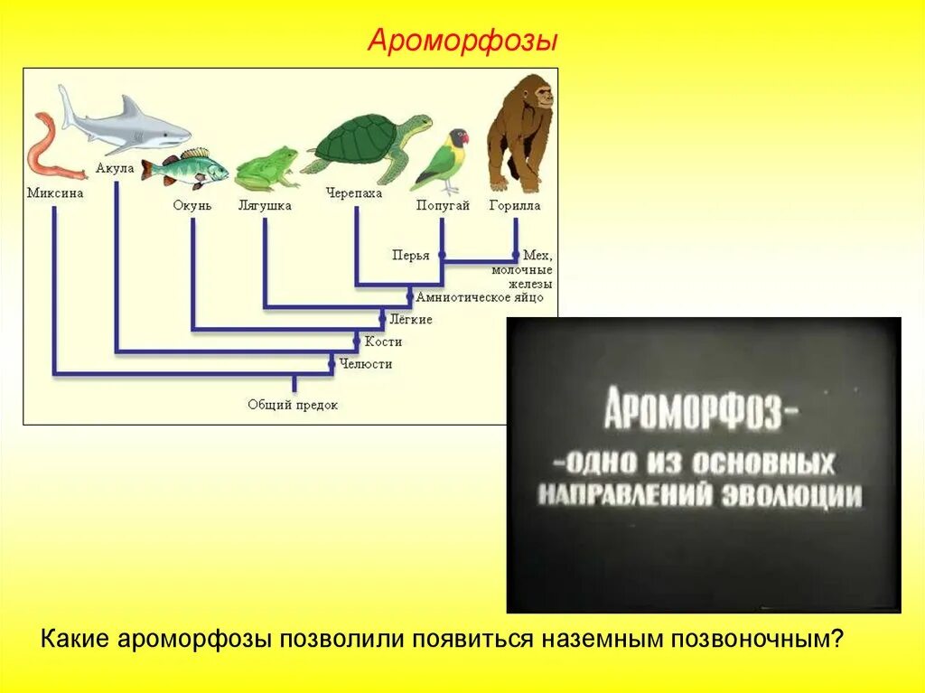 Механизмы эволюционного процесса. Механизмы эволюционного процесса по Дарвину. Механизмы эволюции схема. Эволюция эволюционных механизмов.