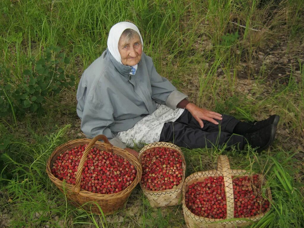 Он рассказывал что летом был у бабушки. Бабушки продают ягоды. Бабка продает ягоды. Бабушка продает клубнику. Ягоды в деревне.