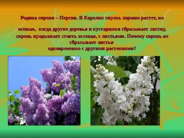 Почему сирень назвали сиренью. Сирень родина. сирень карелия. родина сирени обыкновенной. опавшая сирень.
