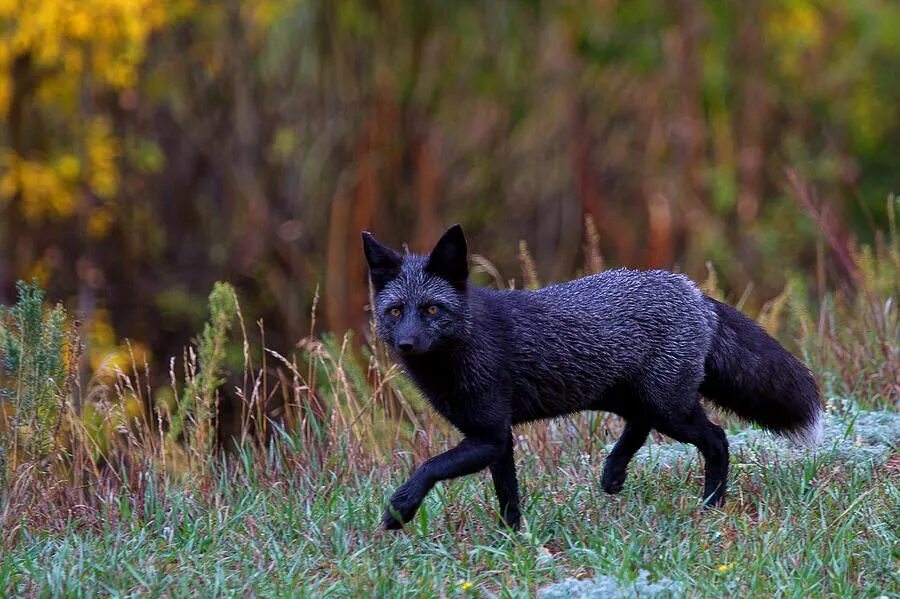 В каком fox. Чёрная лиса чернобурка. Чернобурая лисица лисицы. Канадская чернобурая лиса. Чернобурая лисица в природе.