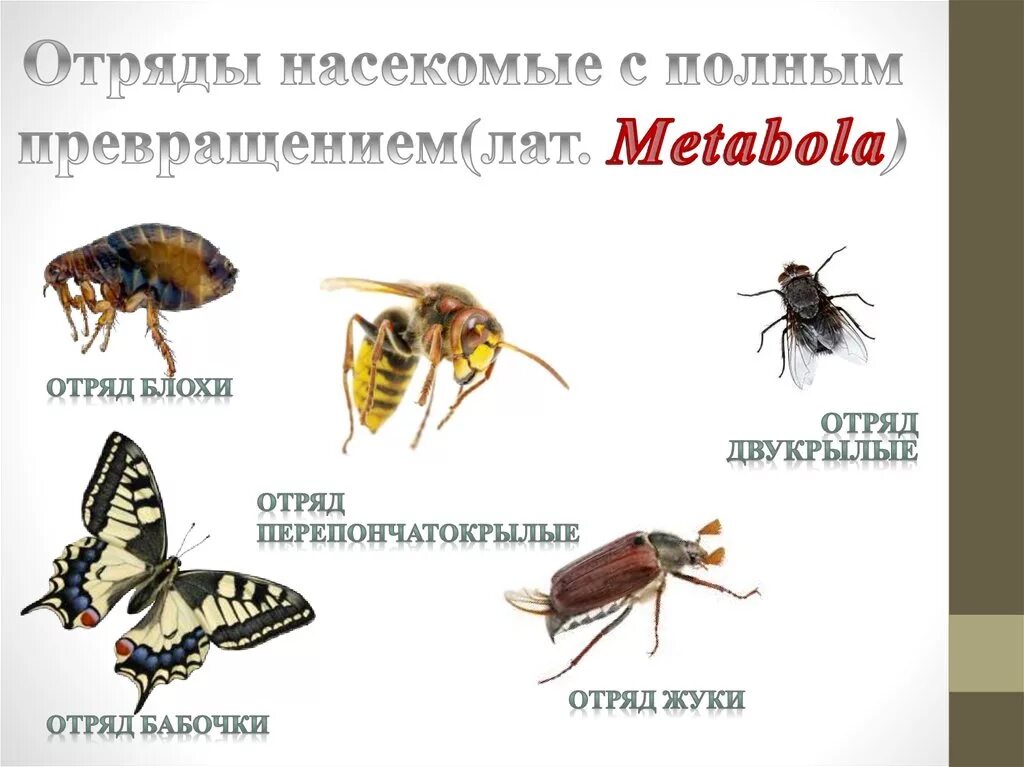 Двукрылые полное или неполное превращение. Отрядынасекомыъх с полным превращением. развитие с полным превращением отряд насекомых. насекомые с полным. отряды с полнымпревращ.
