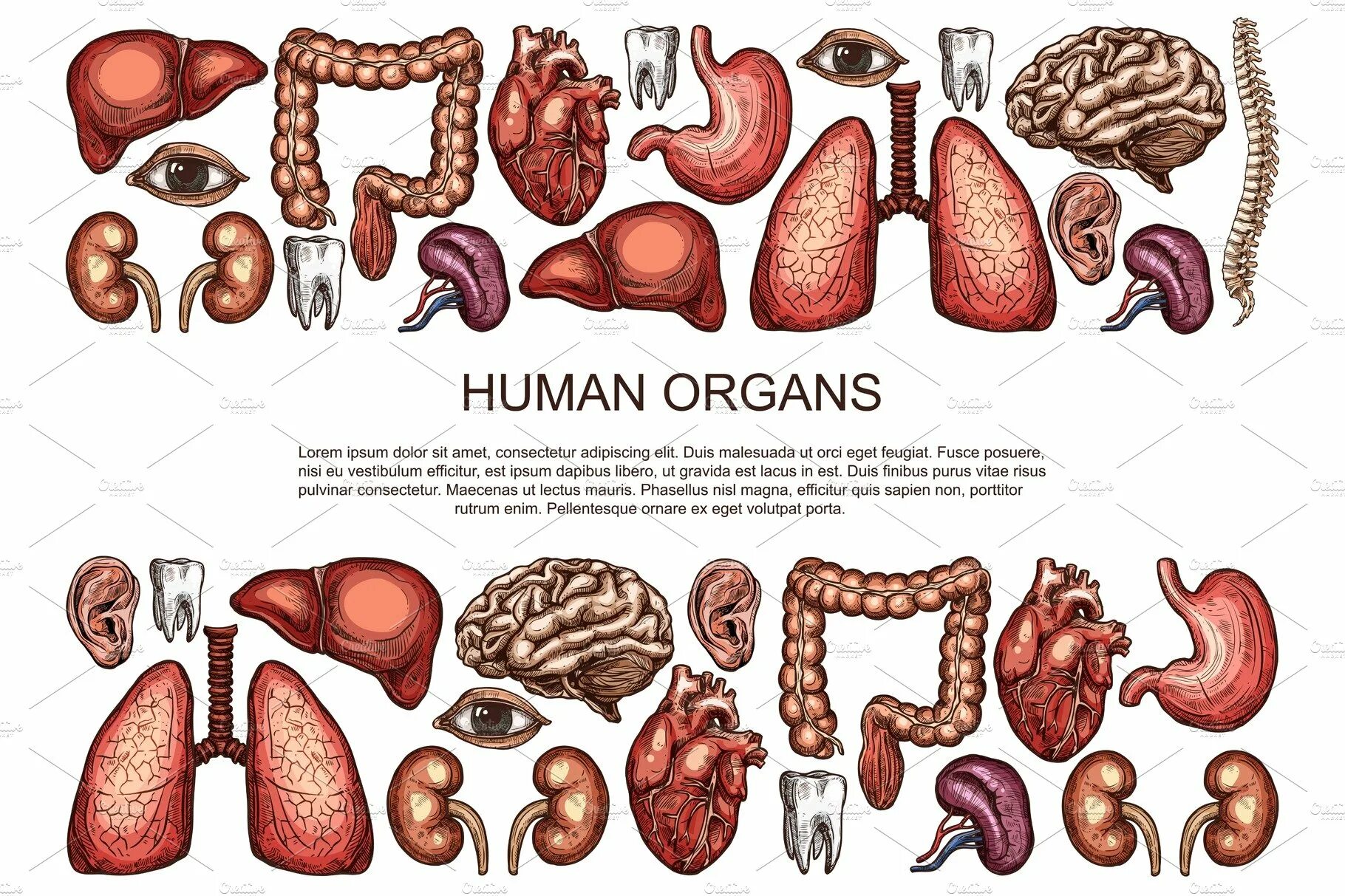 Human organs. Внутренние органы плакат. Плакат внутренние органы человека. Внутренние органы человека рисунок. Анатомический плакат внутренние органы.