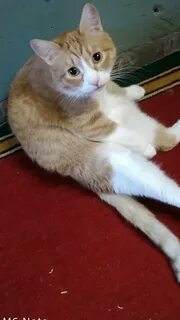 Коту 8 лет