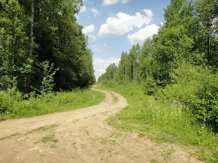 Янинский лес