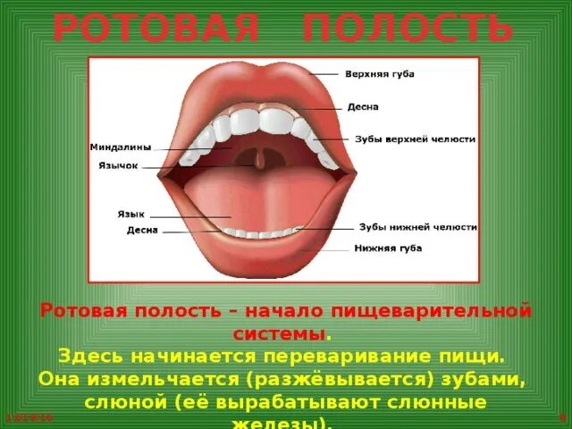 Ротовая полость тема. Строение ротовой полости. Пищеварение в ротовой полости зубы. Пищеварение в ротовой полости зубы и язык. Система пищеварения ротовая полость.