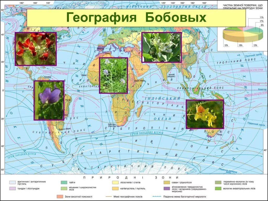 Распространение бобовых. Семейство бобовые распространение. семейство бобовые ареал. география бобовых.