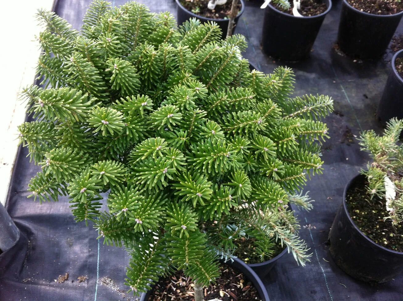 Пихта корейская Abies koreana - купить саженцы в интернет-магазине Агро-Маркет24