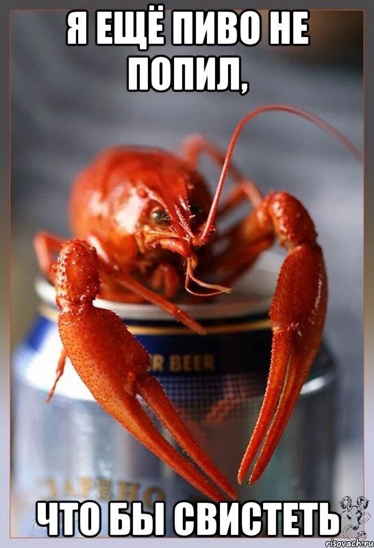 стихи зодиаков. омар живой. глазастый рак-драчун. веселый рачок. мемы про онкологию.