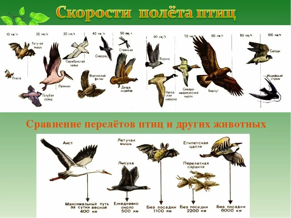 Сравнение 2 птиц. Скорость полета птиц. Перелетные птицы. Разновидности летающих птиц. Название летающих птиц.