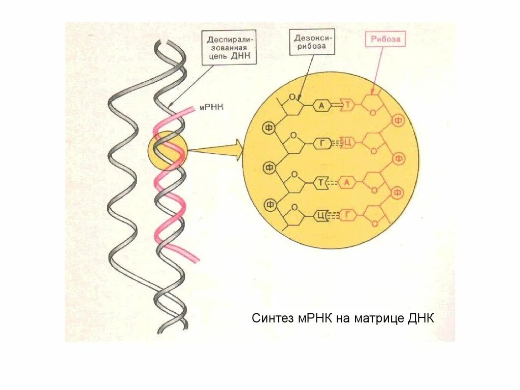 Синтез ИРНК на матрице ДНК. Матрица для синтеза РНК. Синтез РНК на матрице РНК. Синтез РНК на матрице ДНК. Днк участвует в биосинтезе рнк