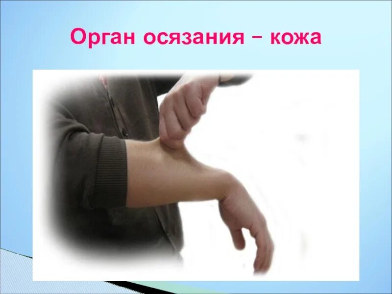 Что является органом осязания. Что является органом осязания