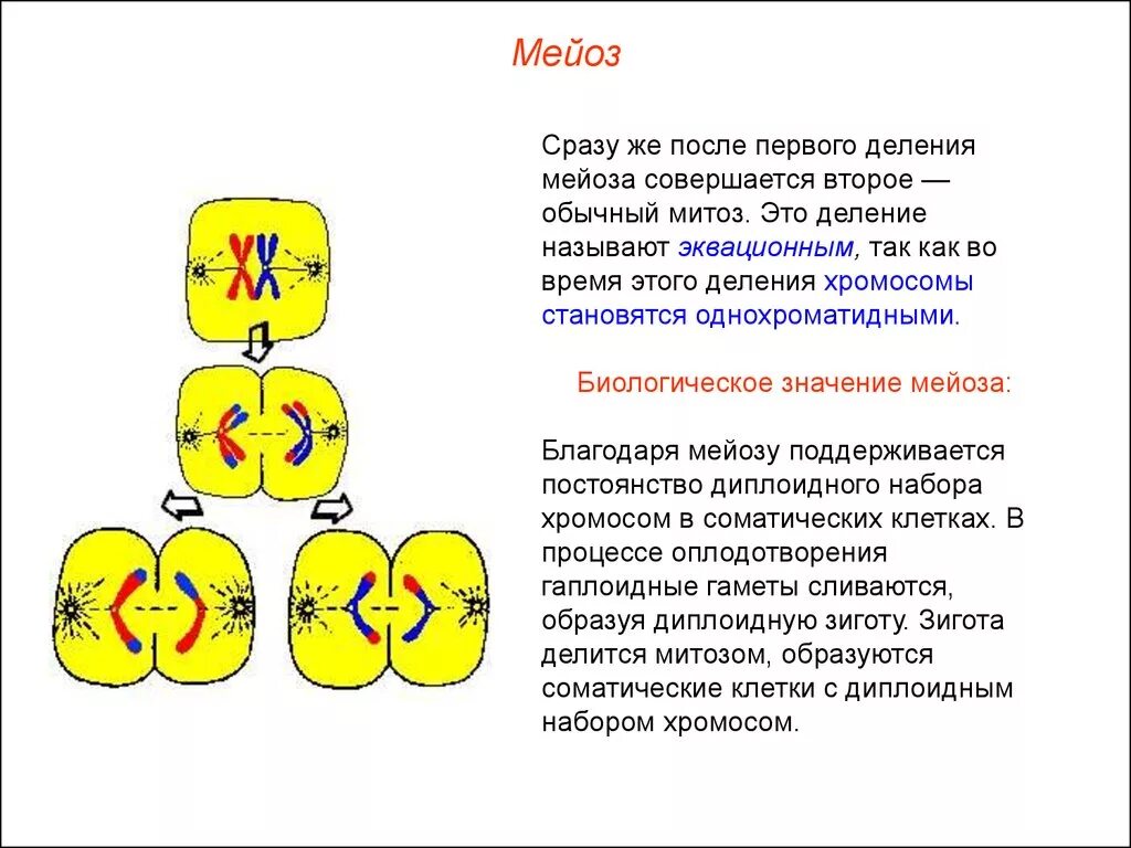 Исходная клетка мейоза. Рекомбинация генетического материала митоз. Биологическое значение деления мейоза. После первого деления мейоза. После первого деления мейоза образуются.