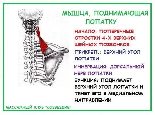 Поднимающая латынь. Мышца поднимающая лопатку анатомия функция. Мышца поднимающая лопатку антагонисты. Мышца поднима.щая лопатку. Мышка понимающая лопатку.