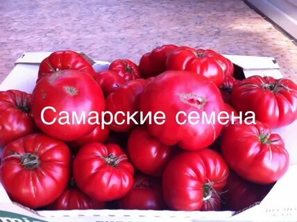 Характеристика томата сорт юсуповский