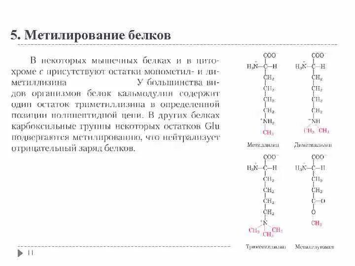 Пострансляционные модификации белков
