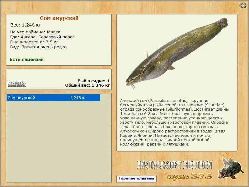 Сом амурский русская рыбалка 4. Амурский сом реальная рыбалка. Реальная рыбалка сом. Амурский сом реальная рыбалка. Амурский сом реальная рыбалка.