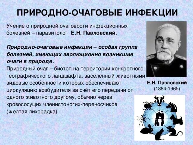 Трансмиссивные очаговые заболевания. Павловский природно очаговые заболевания. Учение Академика е. н. Павловского. Природно очаговые инфекционные заболевания. Учение е.н. Павловского о природной очаговости заболеваний.