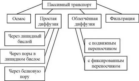 Почему осмос пассивный транспорт