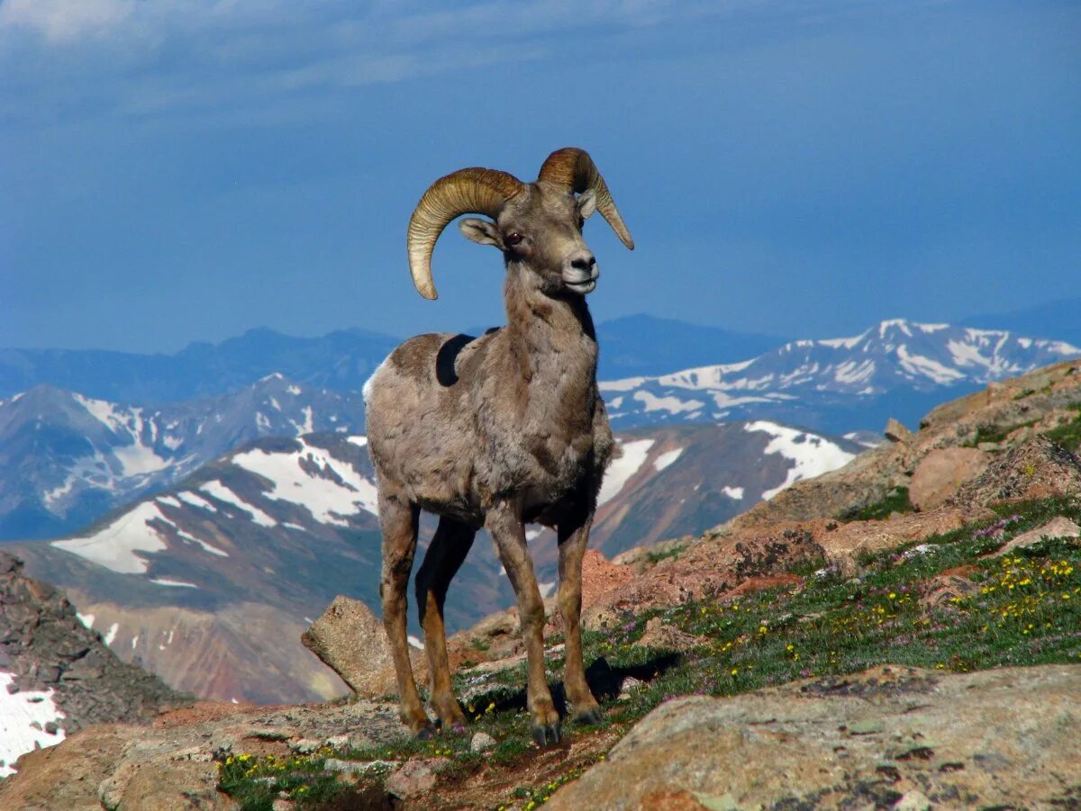 животные гор. альпийский ибекс. горы животные и растения. безоаровый козел дагестан горы. горный баран архар аргали.