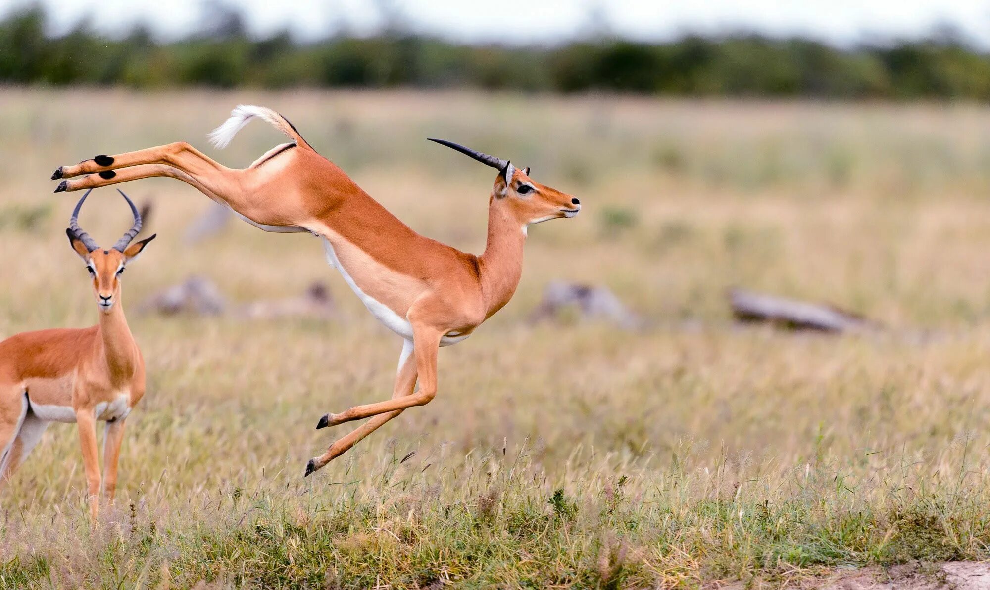 Wild Animals Kenya - The Herbivores of the Savannah - Going on Safari