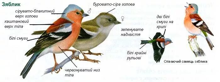 Зяблик самка и самец. Зяблик птица. Зяблик птица описание. Зяблик определитель.