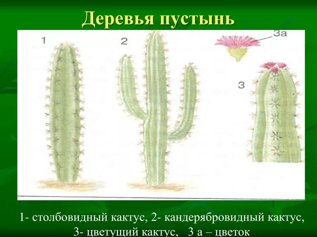 Внешнее строение кактуса сыча. Строение кактуса. Внешнее строение кактуса. Строение цветка кактуса. Строение листьев кактуса.