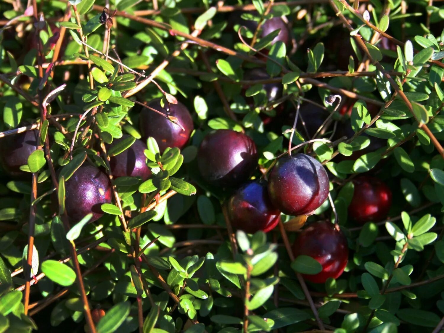 Клюква Vaccinium macrocarpon Pilgrim. Клюква крупноплодная Pilgrim (Пилигрим). Клюква (Vaccinium) крупноплодная Пилигрим. Саженцы клюква Пилигрим.