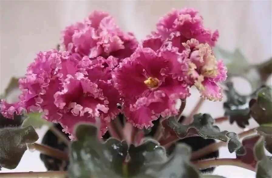 Ек розы для русалки фиалка. Ек-неразлучники. Фиалка ожерелье. Сенполия русалочка. Фиалка ек ожерелье русалки.