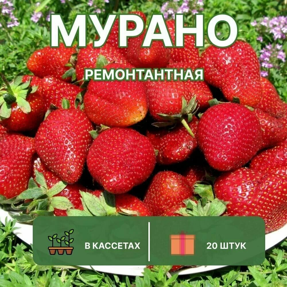 Описание клубники мурано фото отзывы Клубника сорт Мурано: одна из самых ярких новинок ВсЁ_оБо_ВсЁм Дзен
