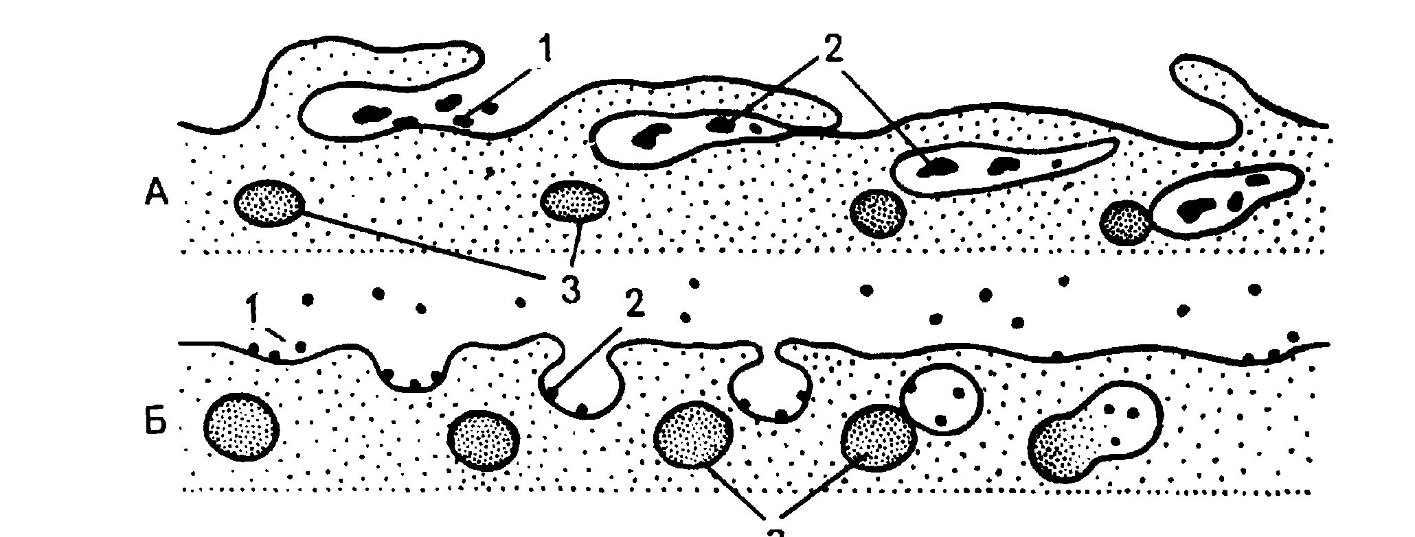 Фагоцитозный пузырек. Пиноцитоз везикулы. Фагоцитоз и пиноцитоз. Эндоцитоз разные типы образования пиноцитозных пузырьков.