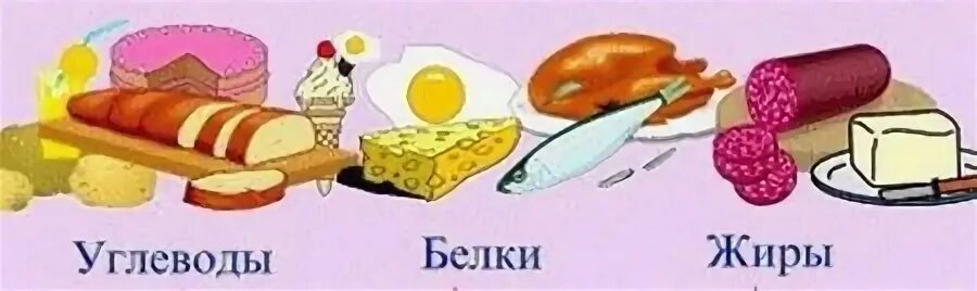 Белки жиры углеводы 6 класс биология