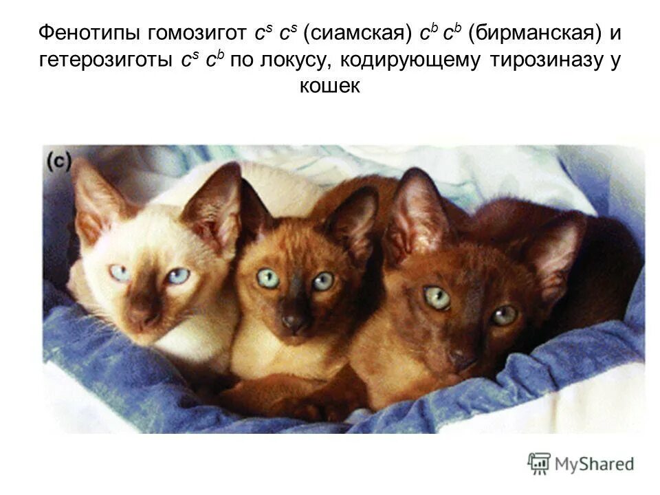 Фенотип животных. Неверно что фенотип закладывается в момент зачатия. Моногибридное скрещивание. Изменение генотипа модификационной изменчивости. Фенотипические признаки животных.