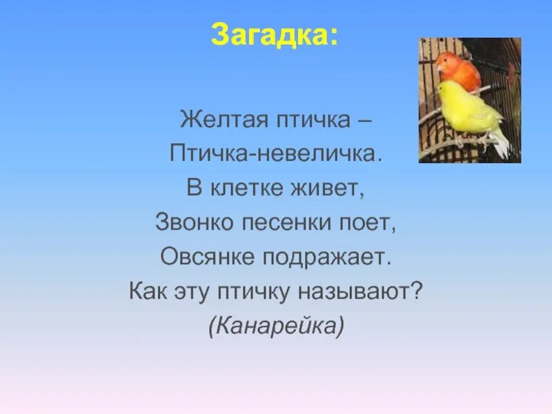 Желтенькая канарейка улетела откуда куда. Загадка про канарейку. Загадки про птиц. Стих про канарейку. Стих про канарейку для детей.