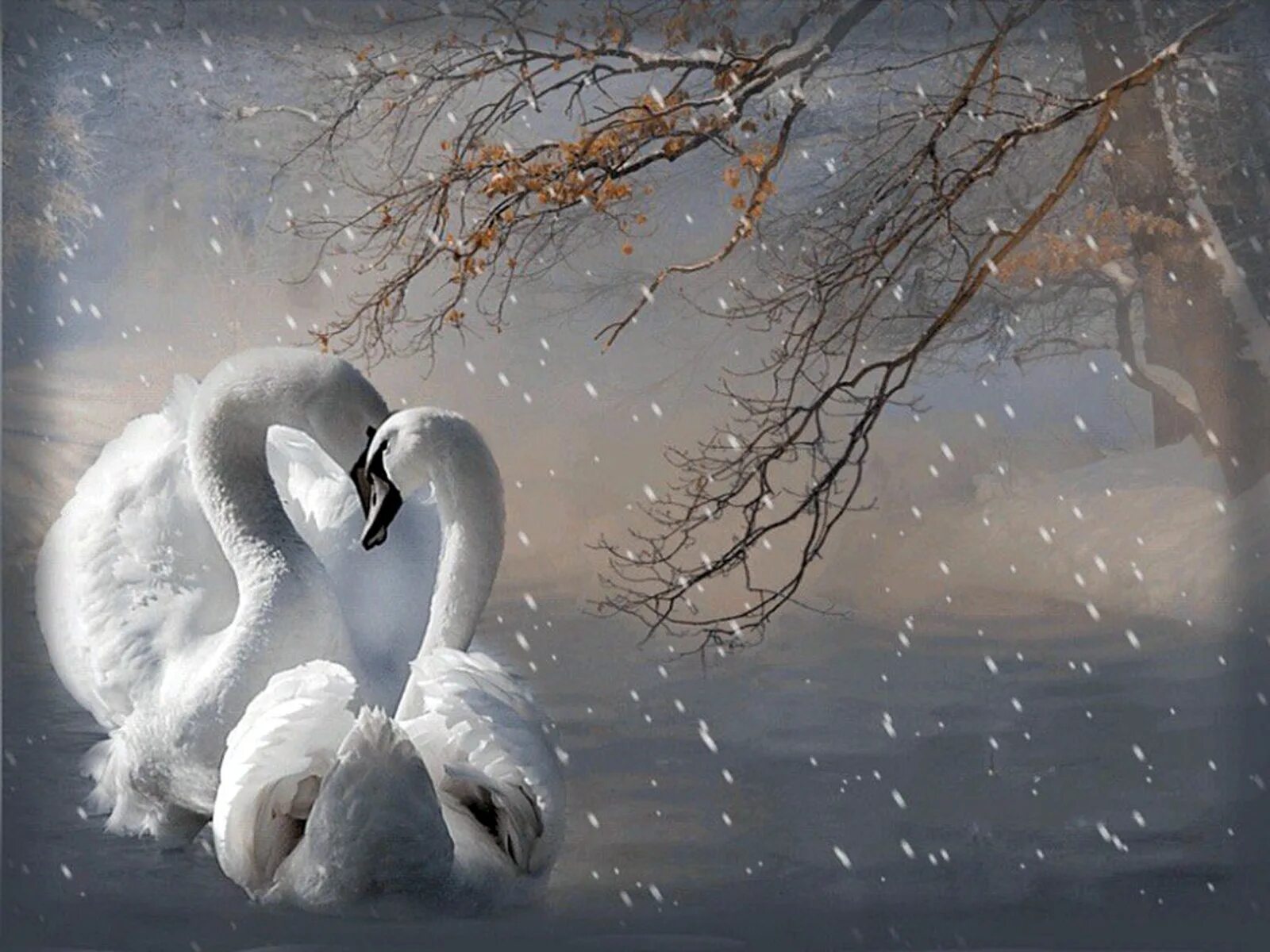 А любовь то лебедем. Лебеди в снегу. Красивые лебеди. Лебеди зимой. Зима любовь.