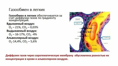 Какая ткань способствует газообмену