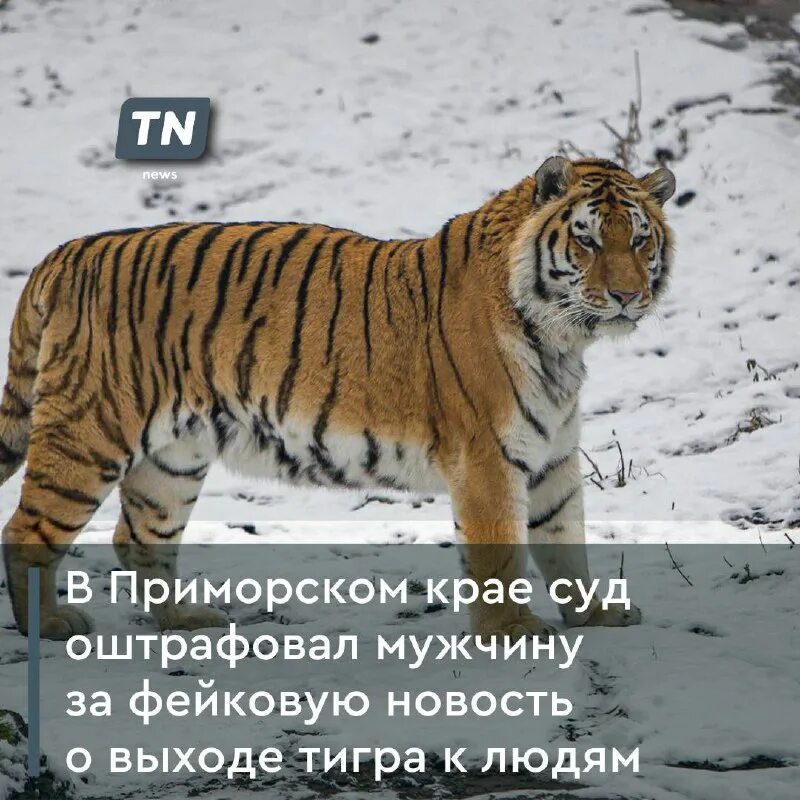 дальневосточный тигр владивостокский заповедник. выход тигра. выход тигра. коуб тайгер. успенский тигр.