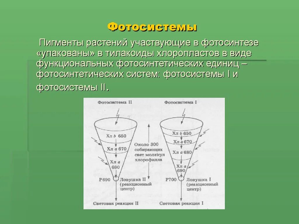 Пигмент участвовавший в фотосинтезе. Фотосистемы фотосинтеза. Пигменты растений участвующие в фотосинтезе. Пигменты фотосистемы это что. Фотосистема 2 пигменты.