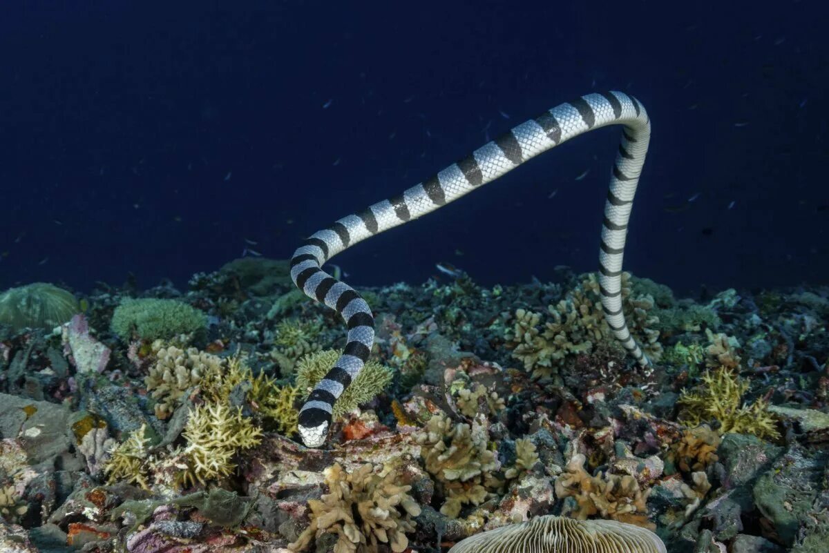 Image result for sea snakes Sea snake, Snake facts, Sea krait