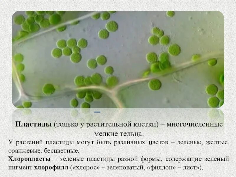 Пластиды только у растений. Зеленые тельца клеток растений. Пластиды растительной клетки. Зелёные тельца клеток растений пластиды называются. Многочисленные мелкие тельца
