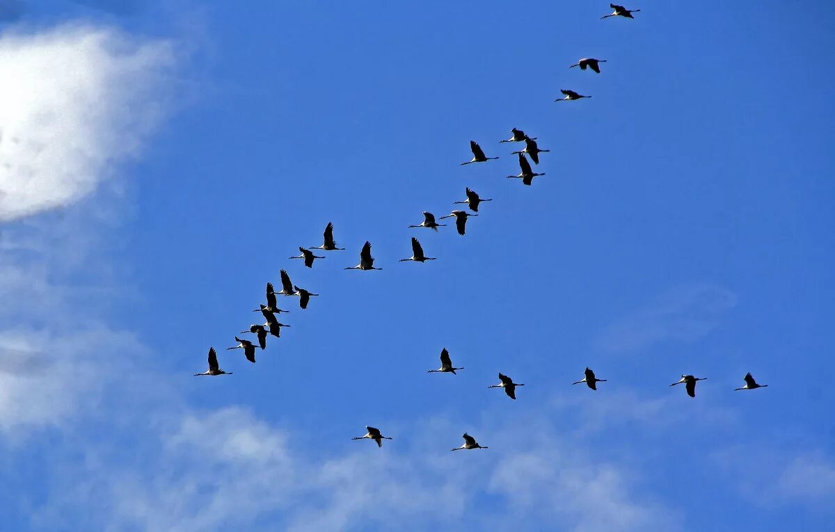 Журавли улетающие в небо видео. Клин журавлей в небе. Стая перелетных птиц. Перелетные птицы в небе.