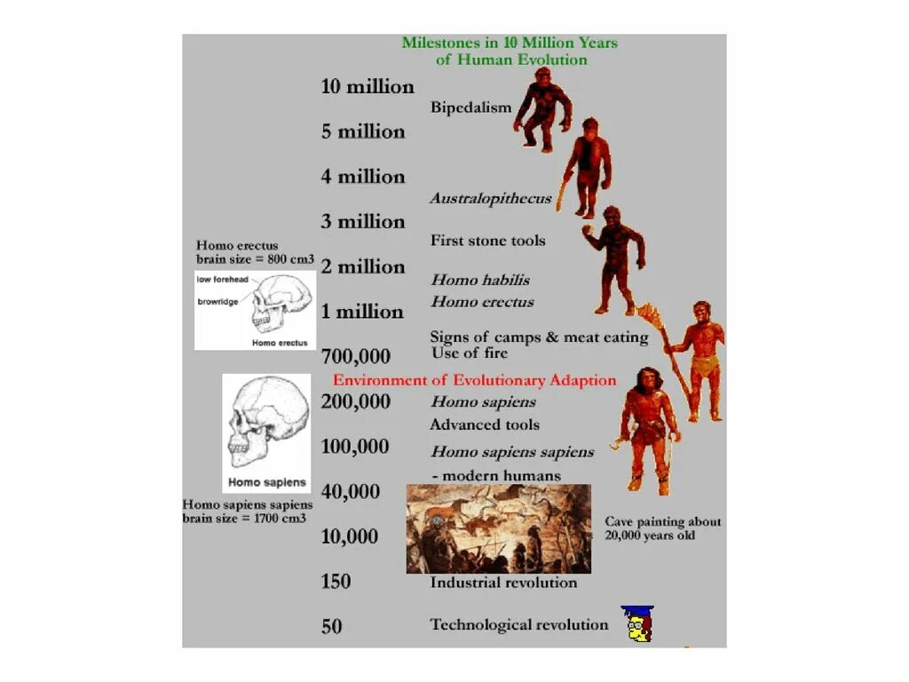 Антропогенез. Evolutionary Stages of Human Development. Human Эволюция. Stages of Human Evolution.